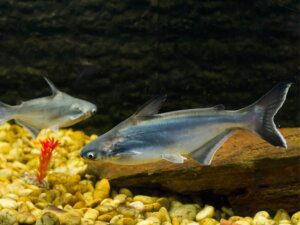 panga - ryba panga, opis, występowanie, charakterystyka pangi