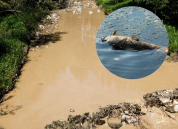 Katastrofa Ekologiczna na Rzece Strzelniczka: Zatrucie Wód Grozi Zdrowiu Mieszkańców i Środowisku
