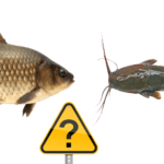 Nawet doświadczony wędkarz myli ze sobą te ryby! Poznaj szczegóły, które je różnią