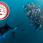 Te gatunki ryb są rozwijają niesamowite prędkości! Która jest najszybsza?