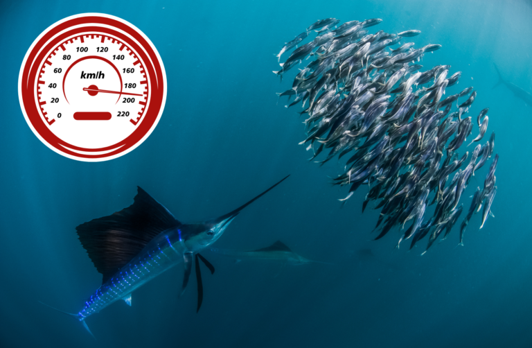 Te gatunki ryb są rozwijają niesamowite prędkości! Która jest najszybsza?