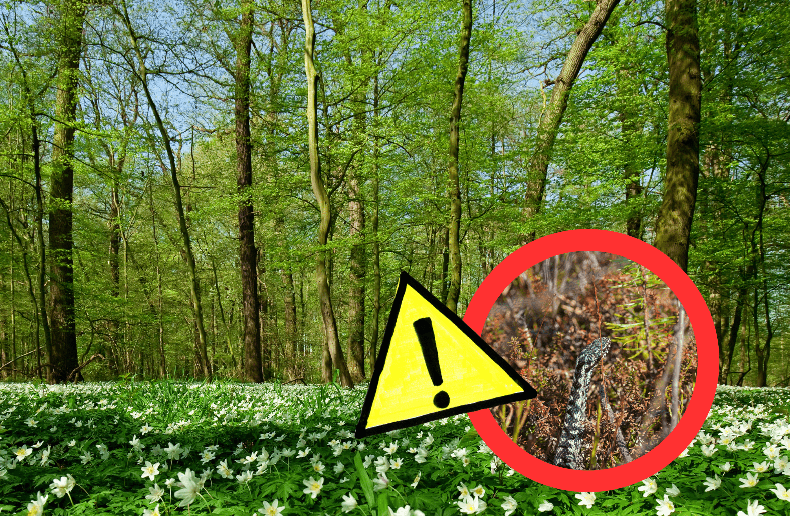 Uwaga na żmije - wiosenne zagrożenie dla wędkarzy! Lasy Państwowe ostrzegają