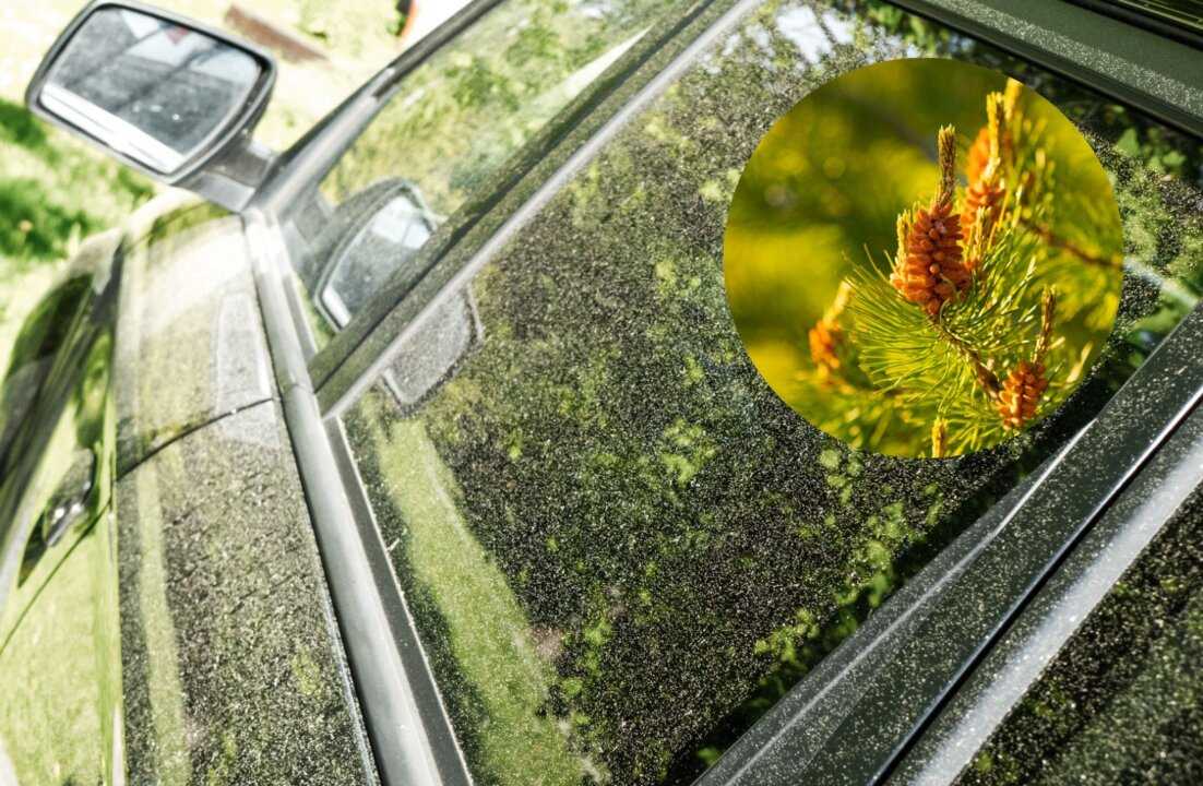 Pokrywa jeziora i stawy. Czy żółty pyłek jest szkodliwy?