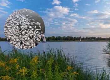Złote algi na zalewie połączonym z Odrą! Śnięte ryby pod Wrocławiem! Wojewoda Dolnośląski interweniuje