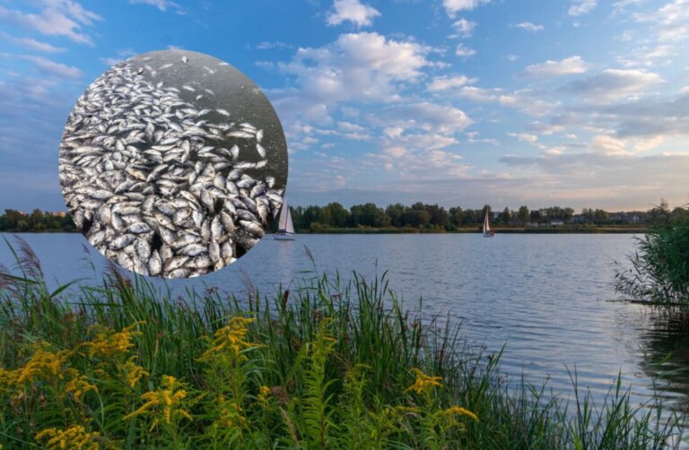 Złote algi na zalewie połączonym z Odrą! Śnięte ryby pod Wrocławiem! Wojewoda Dolnośląski interweniuje