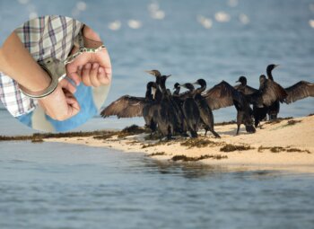 Setki zabitych kormoranów