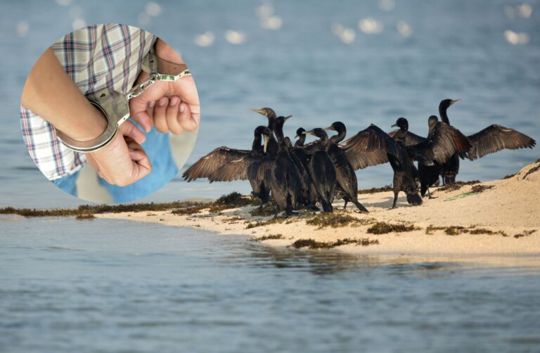 Setki zabitych kormoranów
